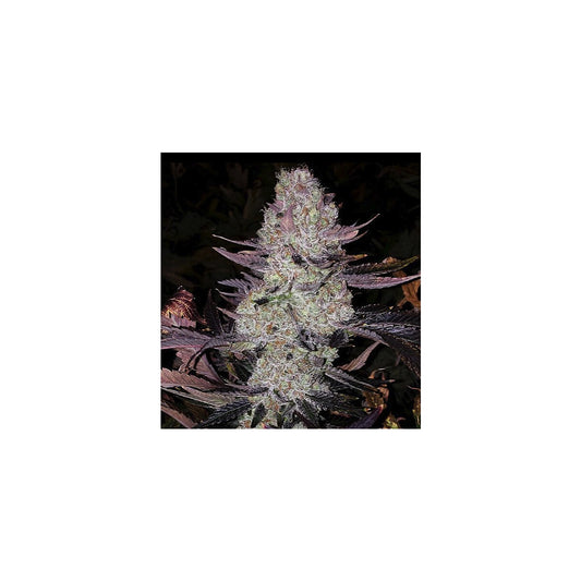 Grape Diamonds R2 - Ethos feminisiert 5er Pack