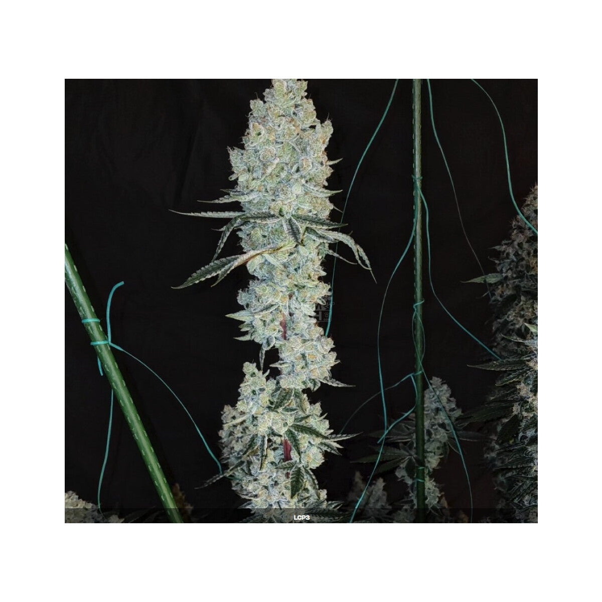 Lemon Cherry Pie R1 - Ethos feminisiert 5er Pack