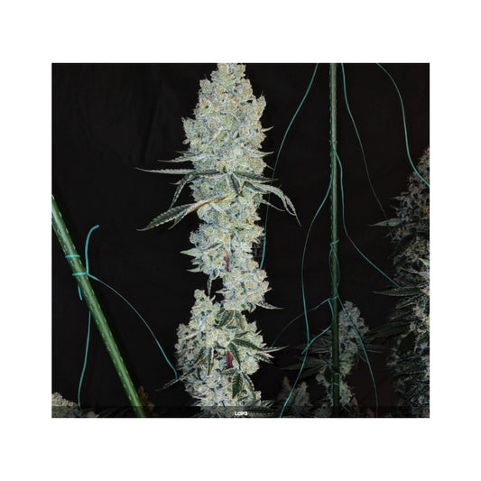 Lemon Cherry Pie R1 - Ethos feminisiert 5er Pack