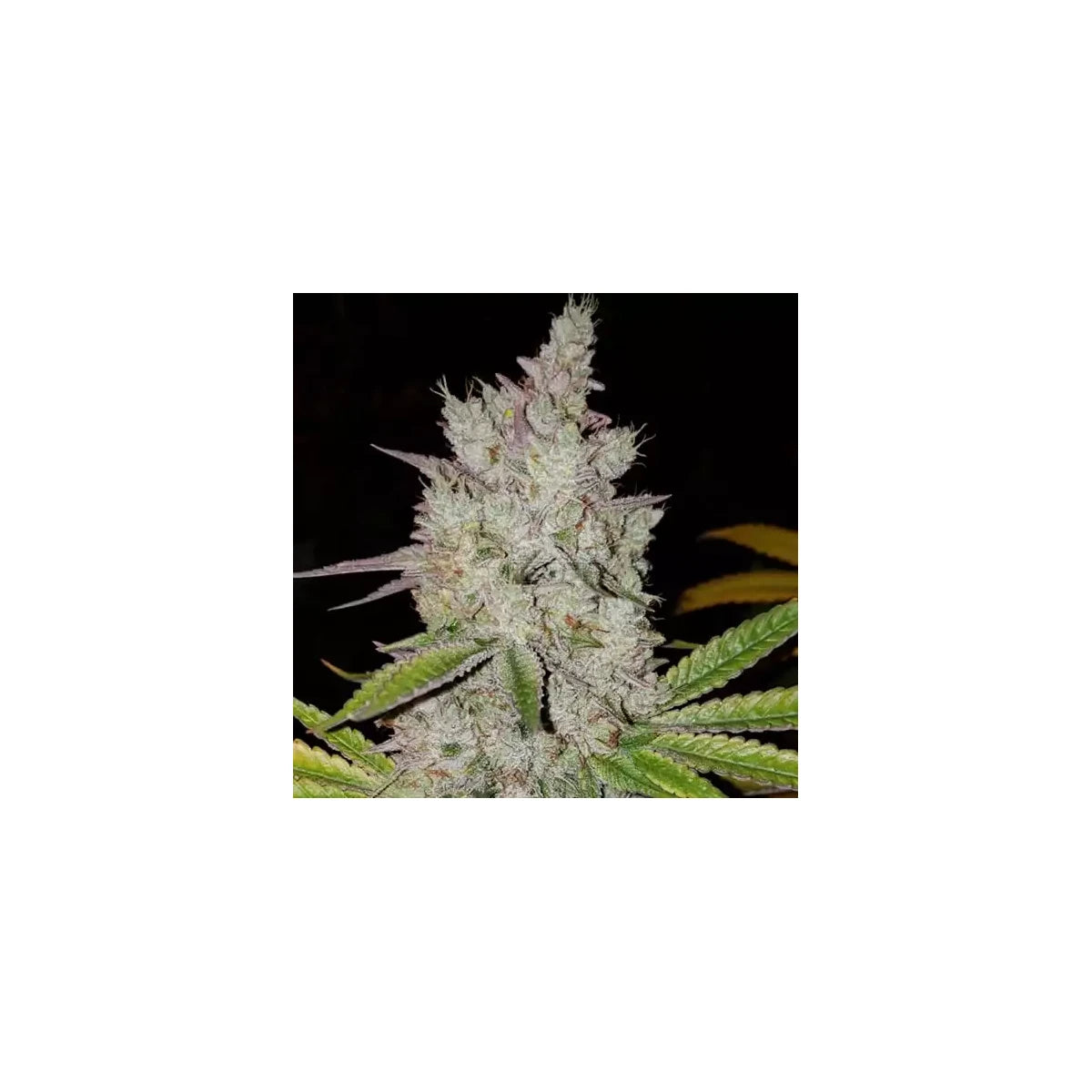 Lilac Diesel RBX2 Auto feminisiert 3er Pack