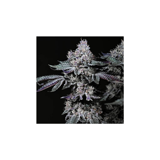 Nuggz R1 - Ethos feminisiert 5er Pack