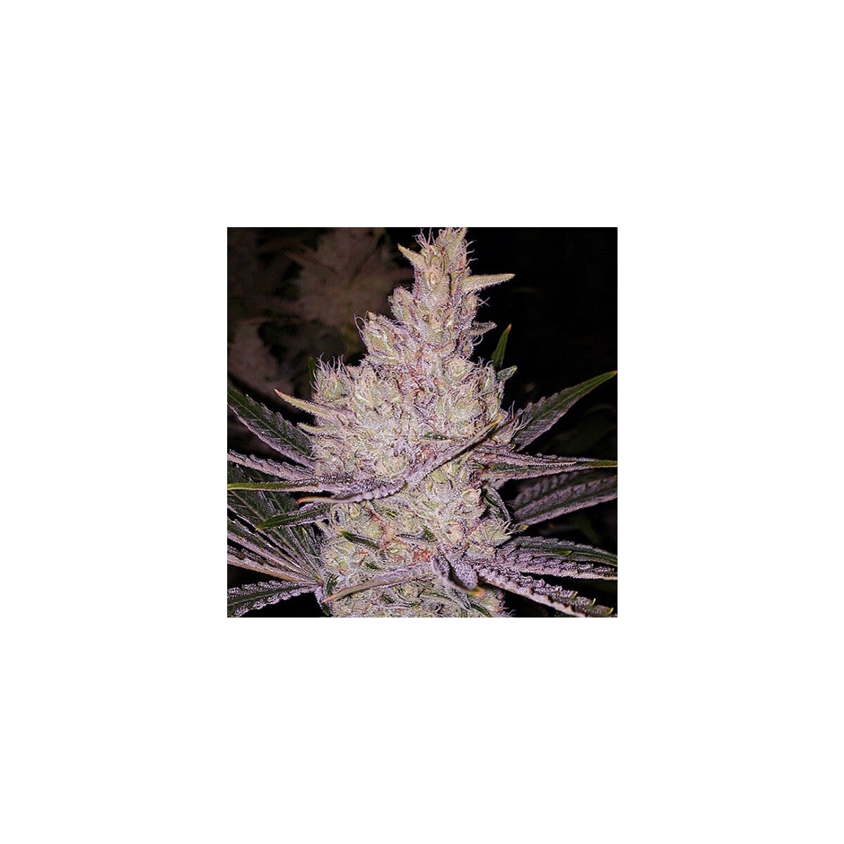 Orange Kush Cake R1 - Ethos feminisiert 5er Pack