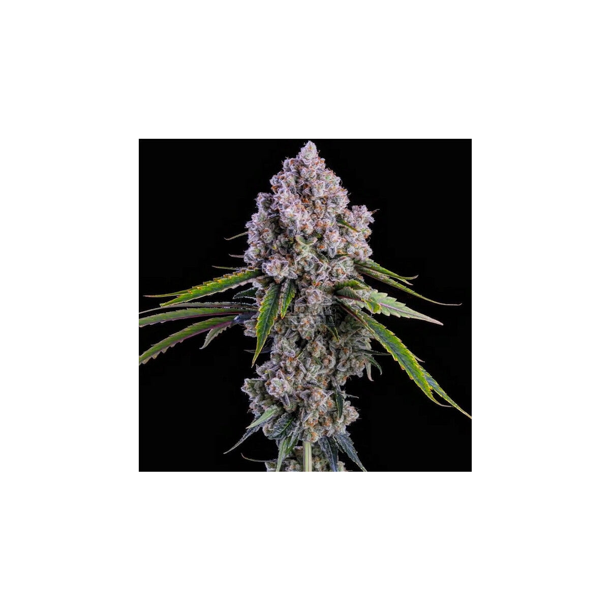 Pepe Silvia R1 - Ethos feminisiert 5er Pack