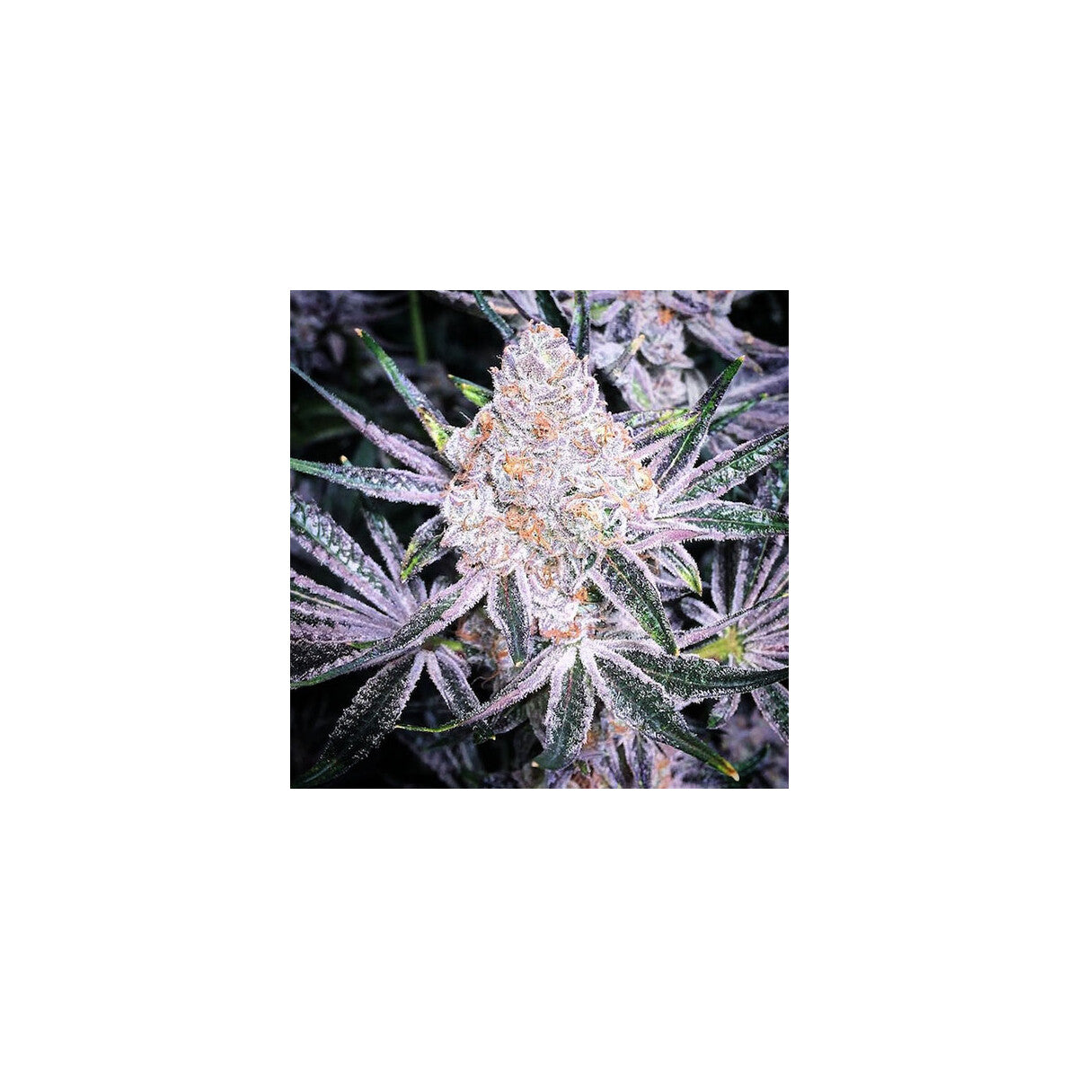 Purple Sunset RBX2 - Ethos feminisiert 5er Pack