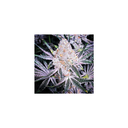 Purple Sunset RBX2 - Ethos feminisiert 5er Pack