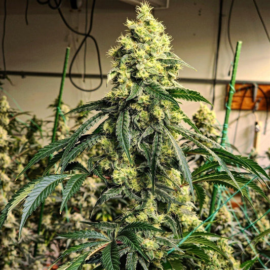 Sour G R1 - Ethos feminisiert 5er Pack