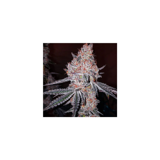 Strawberry Cookies OG R1 - Ethos feminisiert 5er Pack