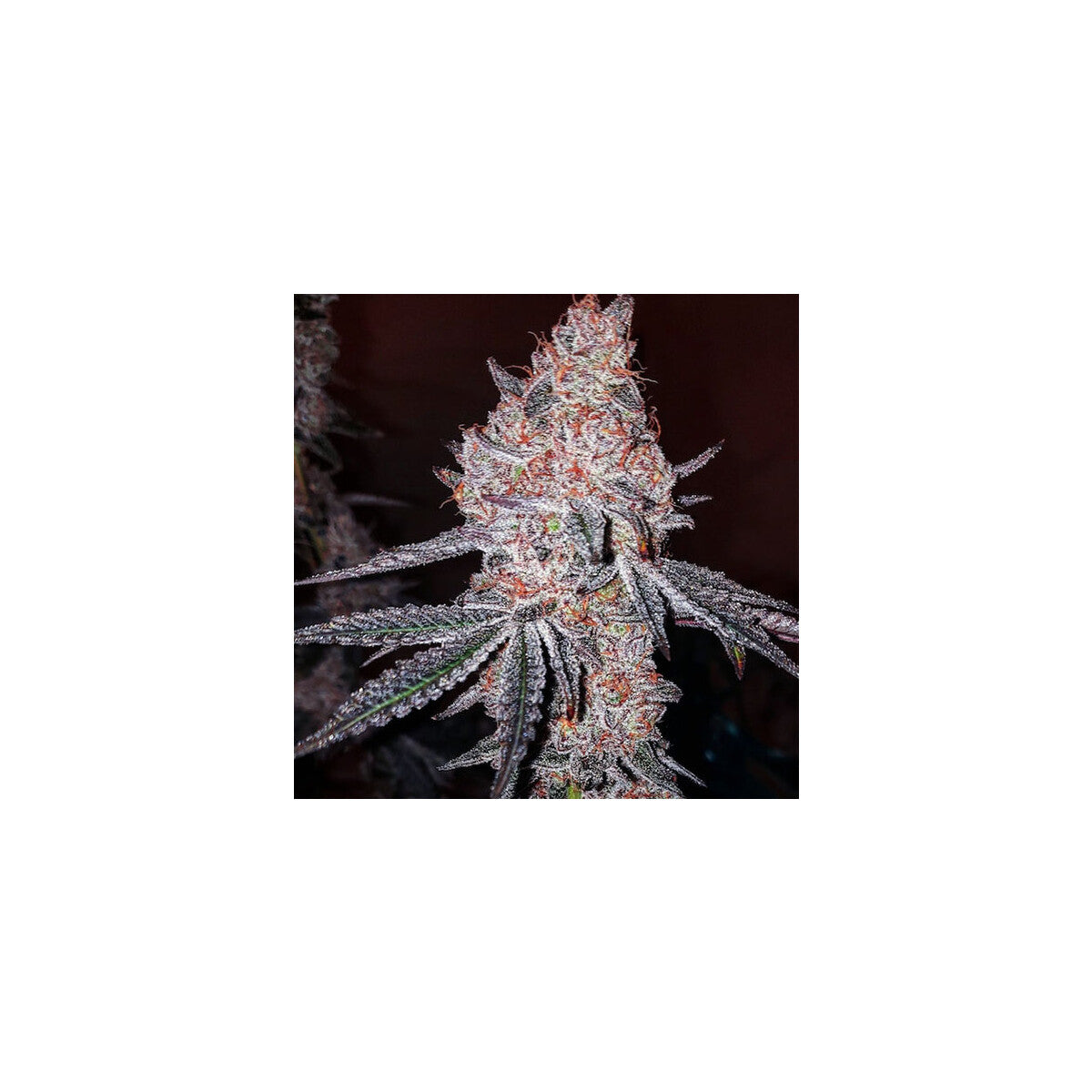 Strawberry Cookies OG R1 - Ethos feminisiert 5er Pack