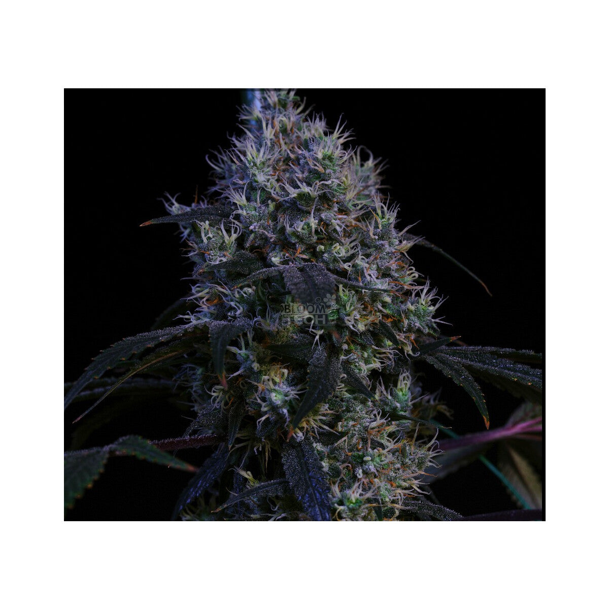 Super Lemon Haze RBX3 - Ethos feminisiert 5er Pack