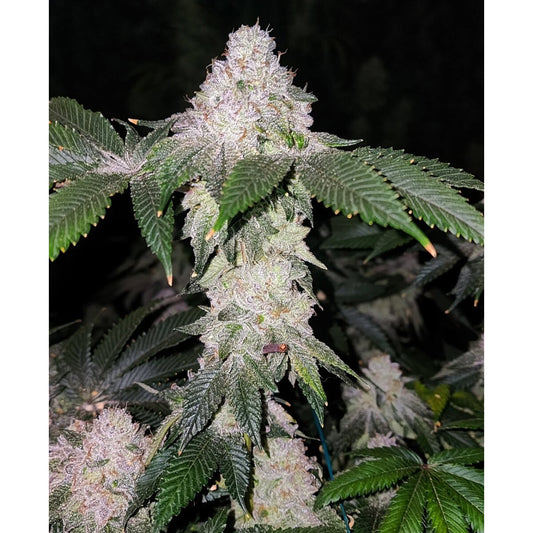 Wrank S1 - Ethos feminisiert 5er Pack