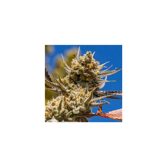 Lemon Berry Candy OG R2 - Ethos feminisiert 5er Pack