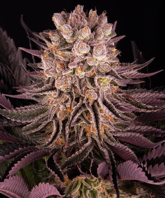 Mimosa x Orange Punch