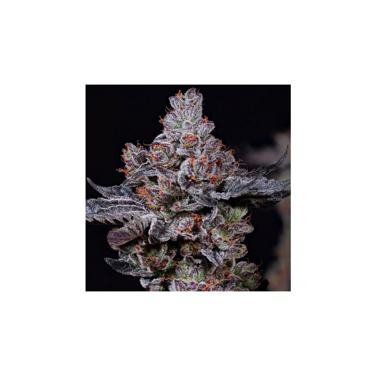 Mookie B R1 - Ethos feminisiert 5er Pack