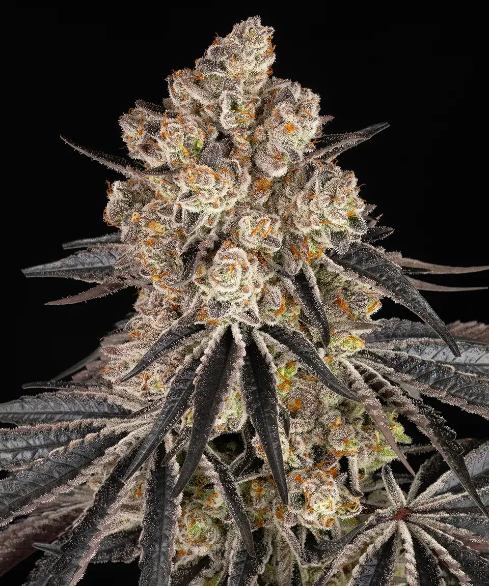Rainbow Sherbet