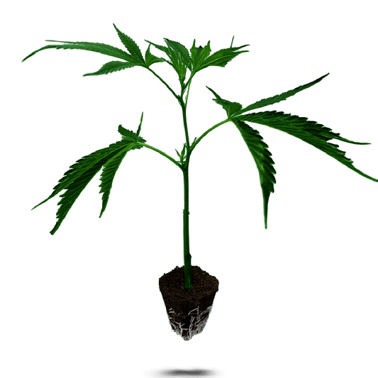 Tangie Land - Zitrus-Hybrid-Steckling