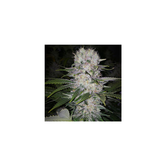 Skunk Hero RBX1 - Ethos feminisiert 5er Pack