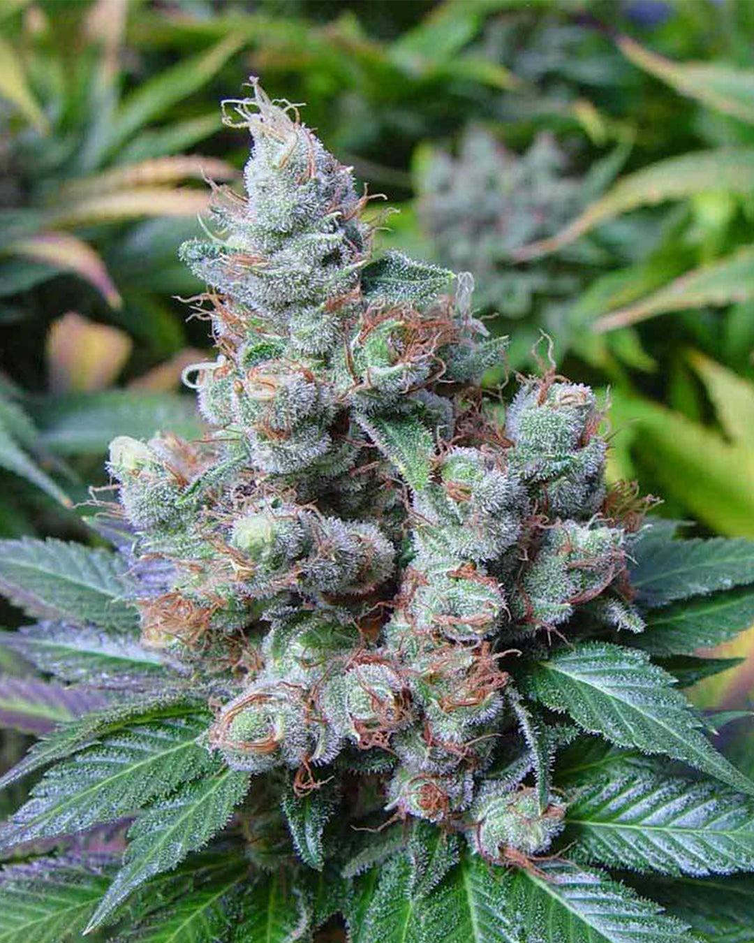 New York City Diesel