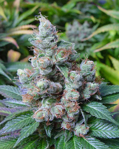 New York City Diesel