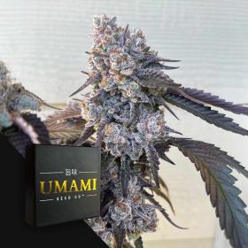 Frostade (6 Samen | Feminisiert) - Umami Seeds
