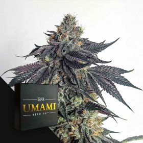 Purple Limeade (6 Samen | Feminisiert) - Umami Seeds