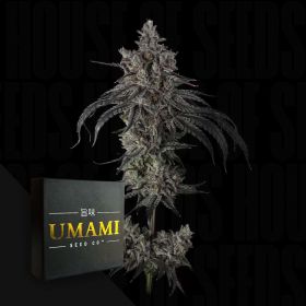 Zoda BX1 (6 Samen | Feminisiert) - Umami Seeds