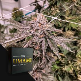 Zeltzer (6 Samen | Feminisiert) - Umami Seeds