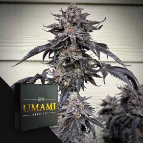 Zodaza (6 Samen | Feminisiert) - Umami Seeds