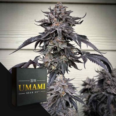 Zodaza (6 Samen | Feminisiert) - Umami Seeds