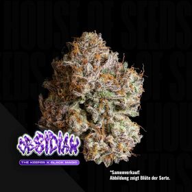 Obsidian (3 Samen | Feminisiert) - Wizard Trees