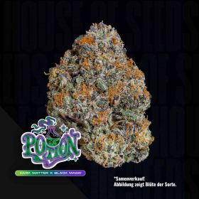 Potion (3 Samen | Feminisiert) - Wizard Trees